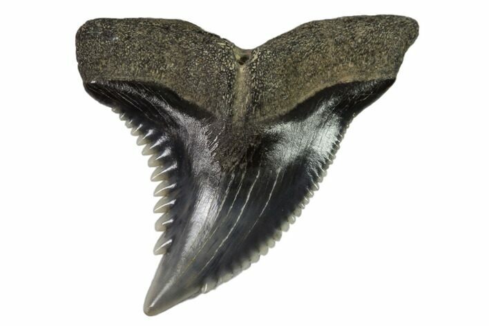 Hemipristis Shark Tooth Fossil - Virginia #102181
